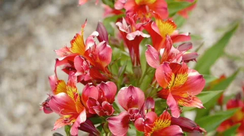 Flower garden 5. Stock Footage 735582