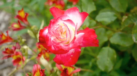 Flower garden 7. Stock Footage 735592