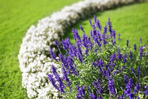 Flower garden background Foto stock