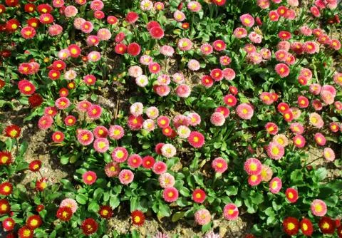 Flower garden background Stock Photos