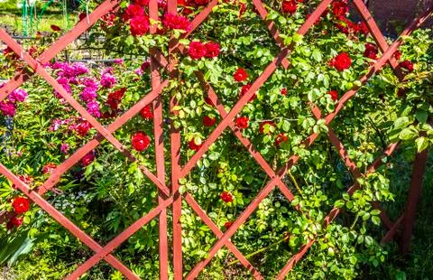 A flower garden in the backyard Stock Photos