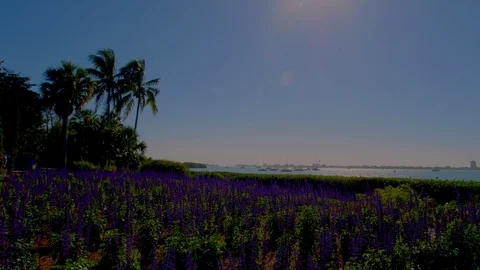 Flower garden with bay view Stock Footage 89632113