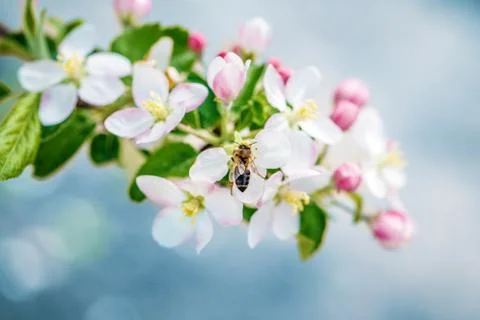 Flower garden bee Stock Photos