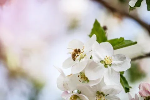 Flower garden bee Stock Photos