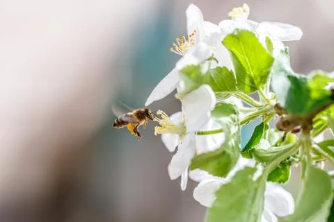 Flower garden bee Stock Photos