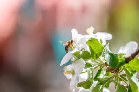 Flower garden bee Stock Photos