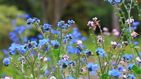 Flower garden bees Stock Footage