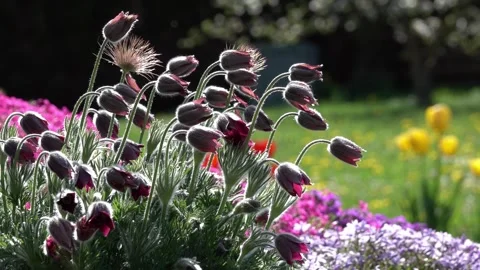 Flower in the garden before blooming Stock Footage 277689772
