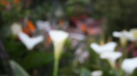 Flower Garden Blurry Background Stock Footage 39910526