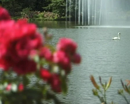 Flower in the garden (Close Up) 스톡 동영상 709082