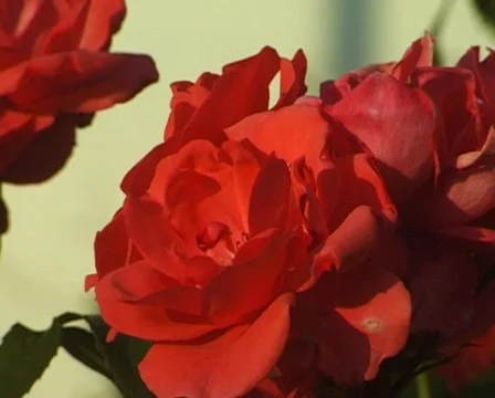 Flower in the garden (Close Up) 스톡 동영상 709133