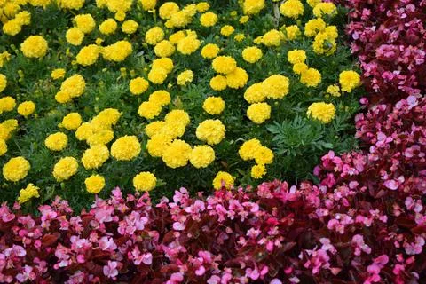 Flower garden elements. Stock Photos