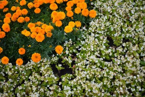 Flower garden elements. 스톡 사진