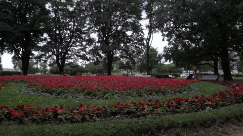 Flower garden with flowers Stock Footage 108304741