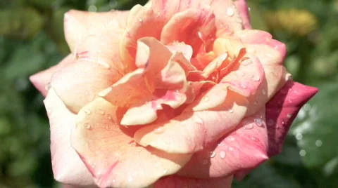 Flower garden. Stock Footage 701538