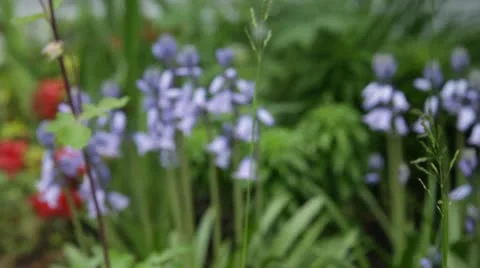 Flower Garden Stock Footage 10594100