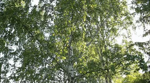 Flower Garden Stock Footage 10826878