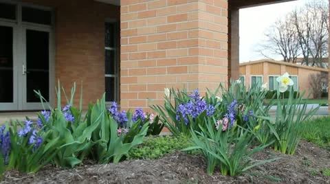 Flower garden 動画素材 10834618