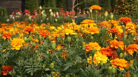 Flower in garden Stock Footage 10866328
