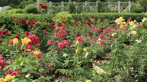 Flower garden Stock Footage 20587691