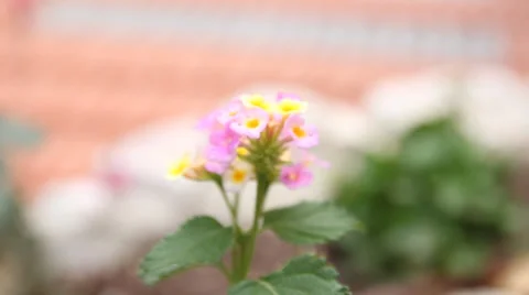 Flower garden Stock Footage 32156433