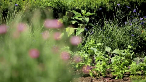 Flower in a Garden Stock Footage 36052781