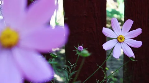 Flower-Garden Stock-Footage 41732166