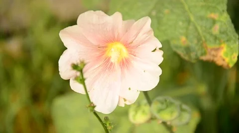 Flower in the garden. Stock Footage 42038557