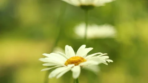 Flower in the garden Stock Footage 46290252