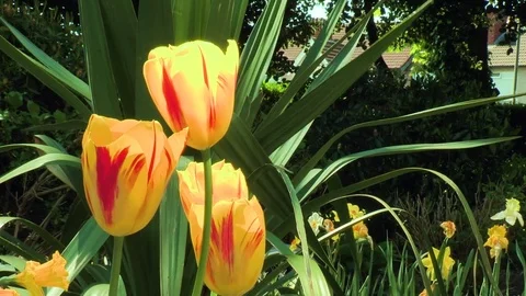 Flower Garden Stock Footage 74128793