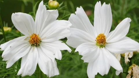 Flower In The Garden Stock Footage 92559952