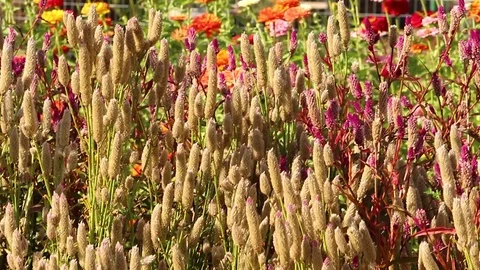 Flower garden Stock Footage 118995709