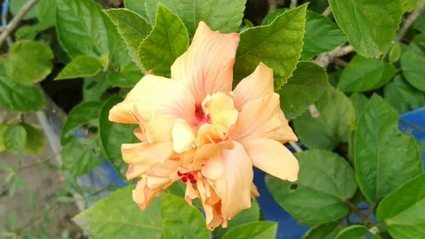 Flower in Garden Stock Footage 127052997