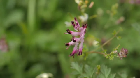 Flower in the Garden Stock Footage 135843048