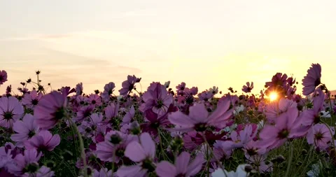 Flower garden Stock Footage 139726875