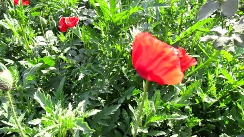Flower in the garden Stock Footage 154410422
