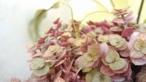 Flower in the garden Stock Footage 170008751
