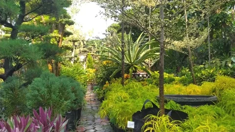 Flower garden Video stock 213453197