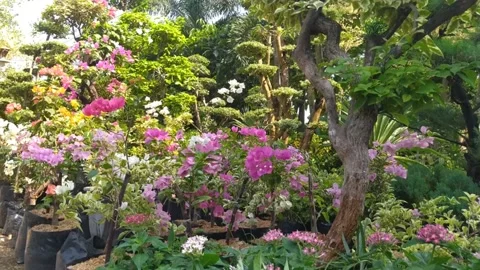 Flower garden Video stock 213454580