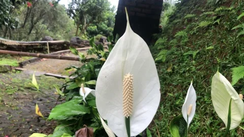 Flower In Garden Stock Footage 216906460