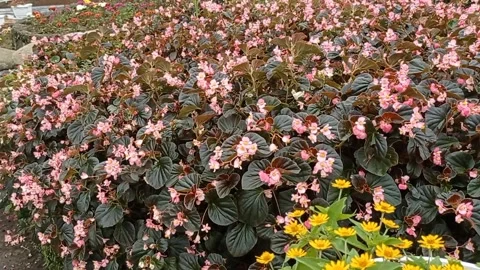 Flower Garden Stock Footage 240414639