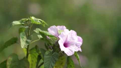 Flower in the garden Stock Footage 242308293