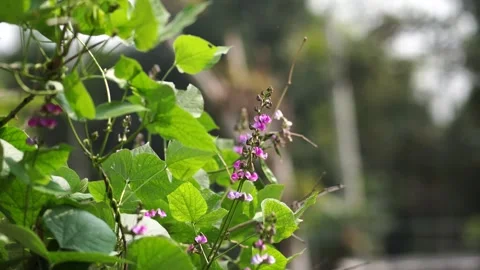 Flower in the garden Stock Footage 242308313