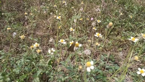 Flower garden Stock Footage 243787574