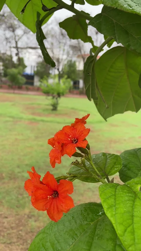 Flower in the garden Stock Footage 280641235