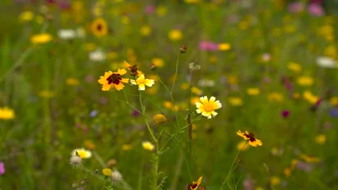 Flower garden. Stock-Footage 290004174