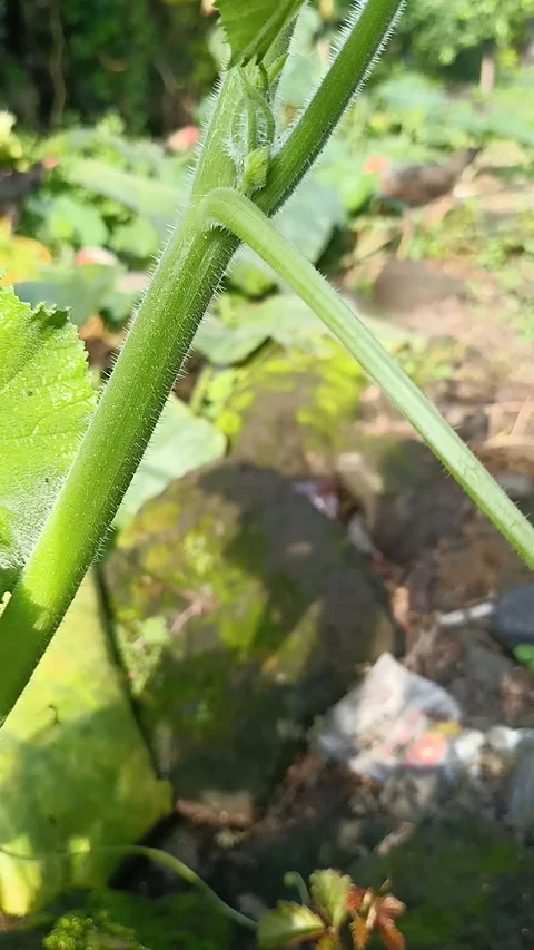 Flower in the garden Stock Footage 292857538