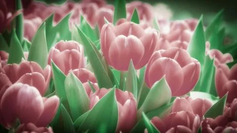 Flower garden. Illustrazione stock
