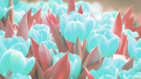 Flower garden. Illustrazione stock