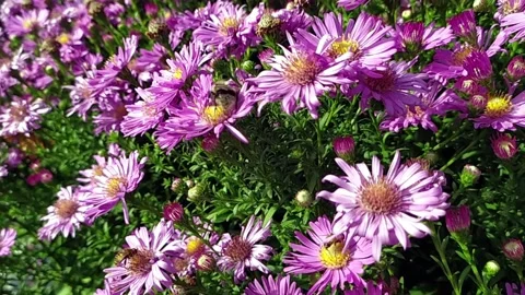 Flower garden insects Stock Footage 142163644